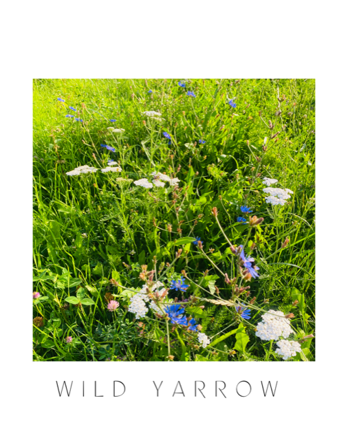 Wild Yarrow